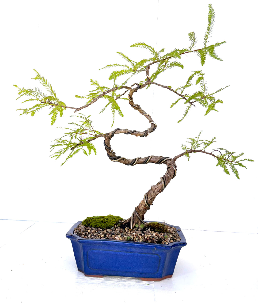 Swamp Cypress Bonsai (2003)