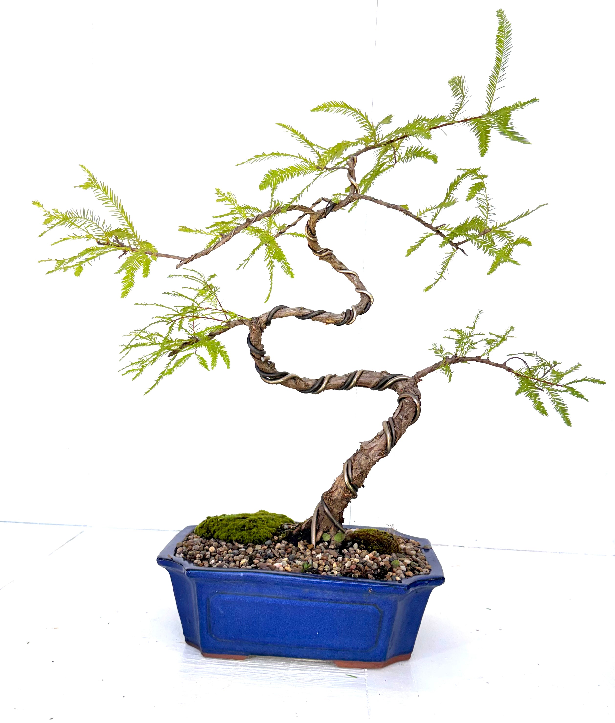 Swamp Cypress Bonsai (2003)