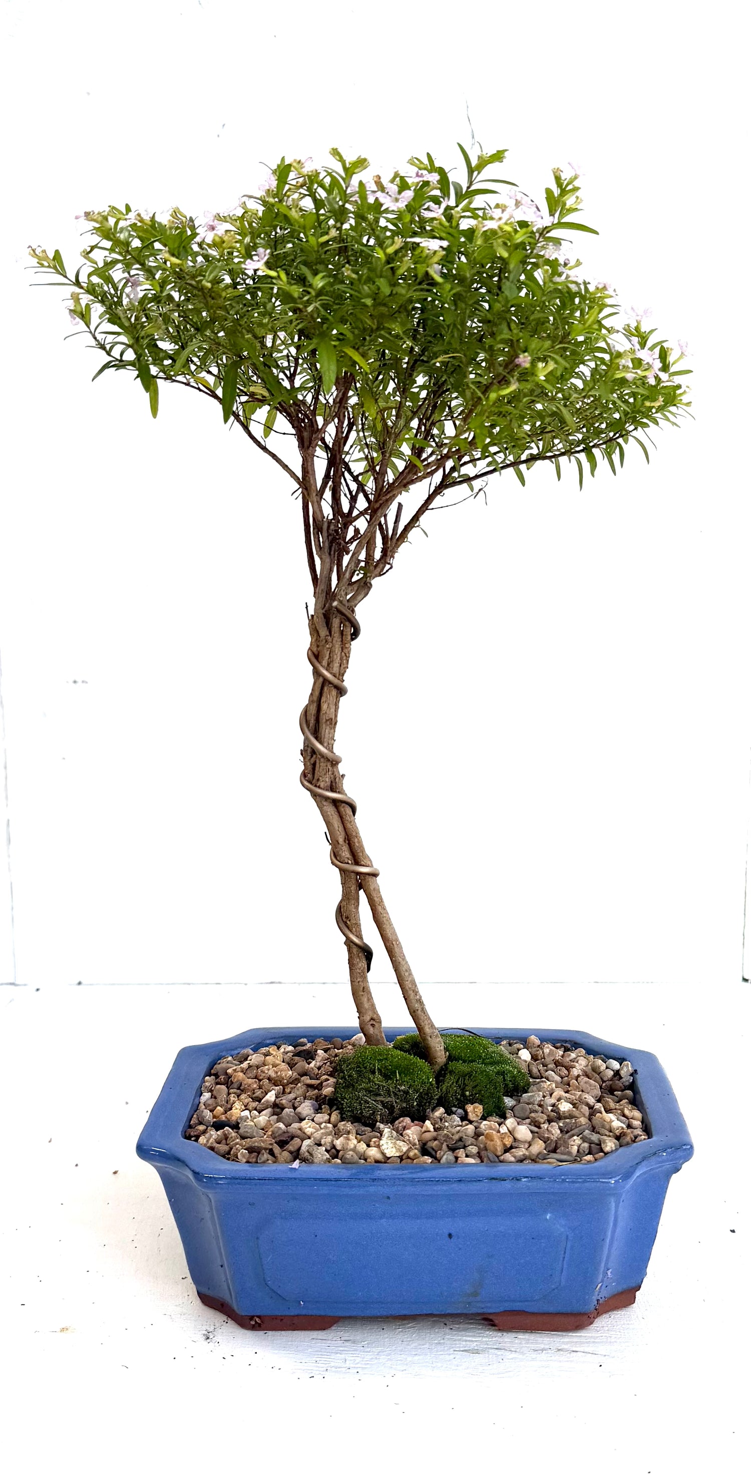 Cuphea Bonsai (2019)