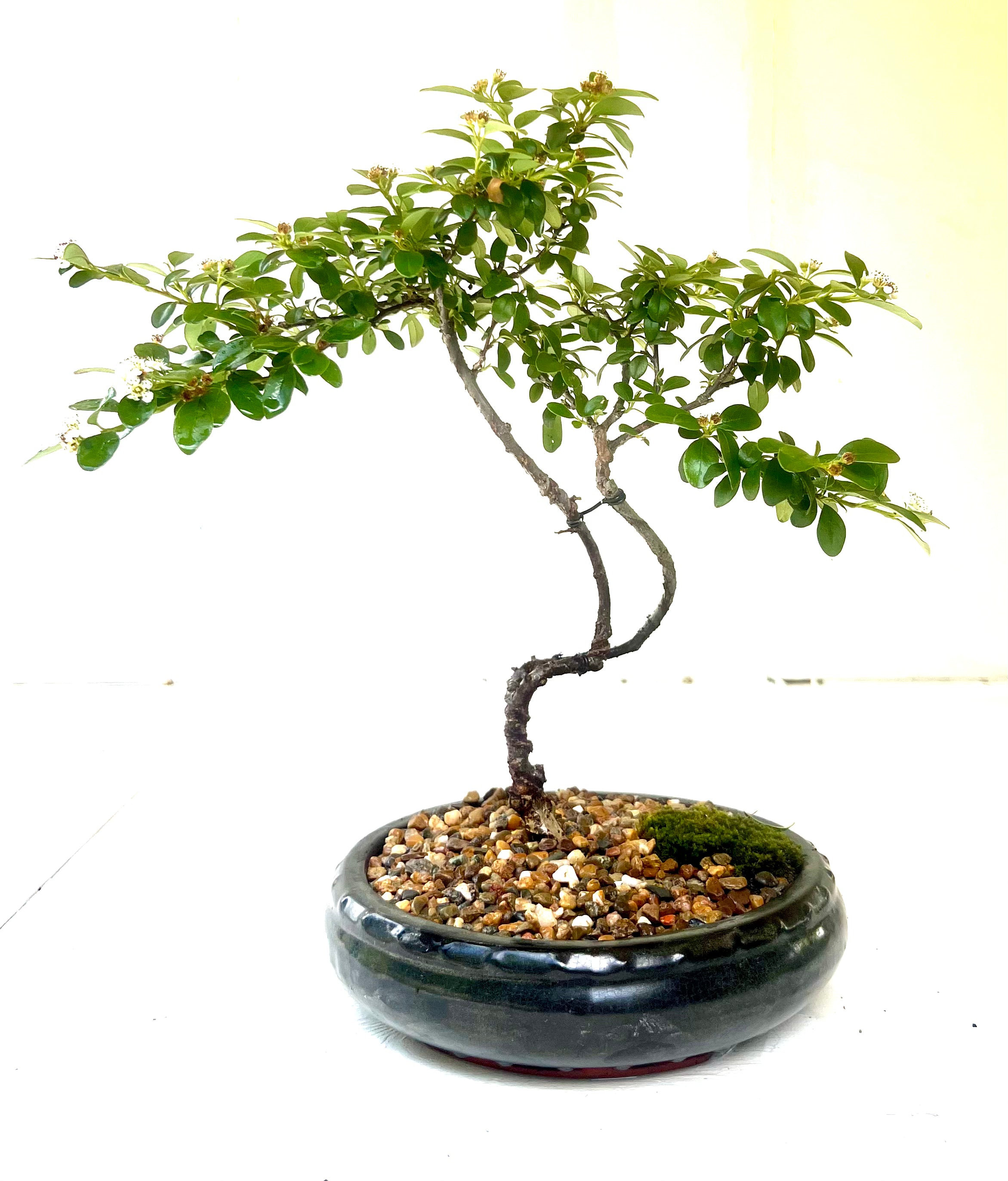 Cotoneaster Bonsai (2013)