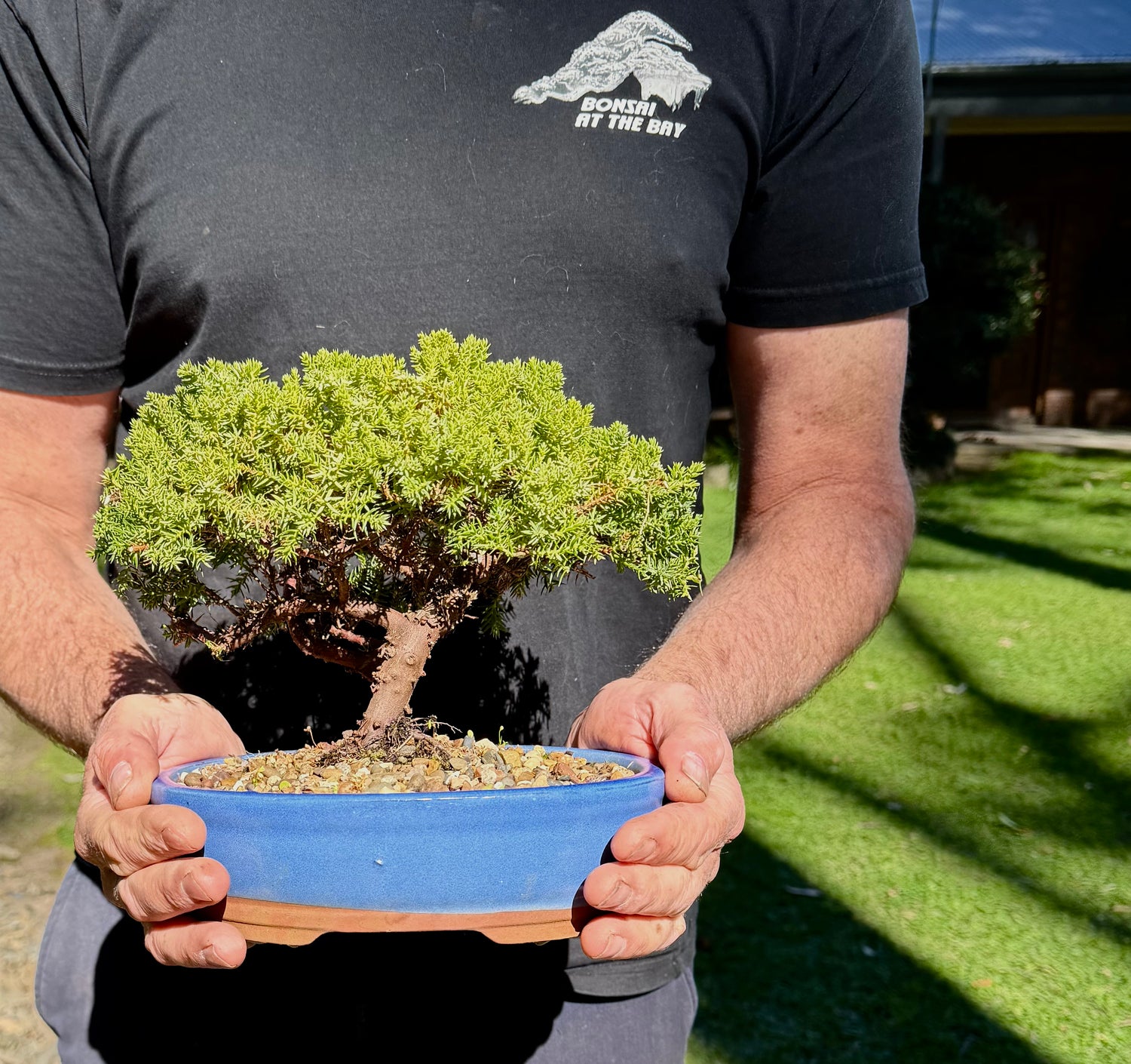 Juniper Bonsai (2011)