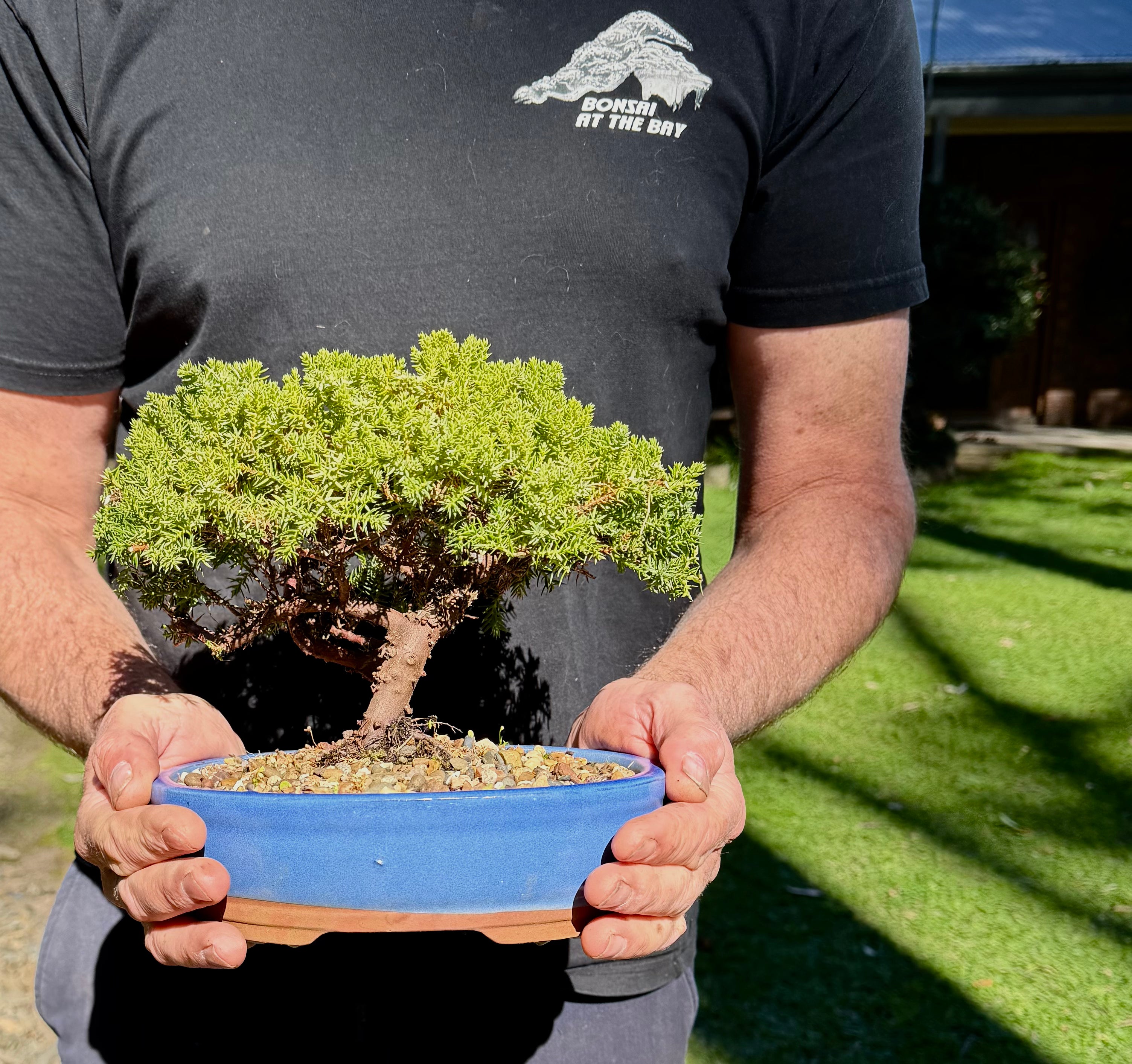 Juniper Bonsai (2011)