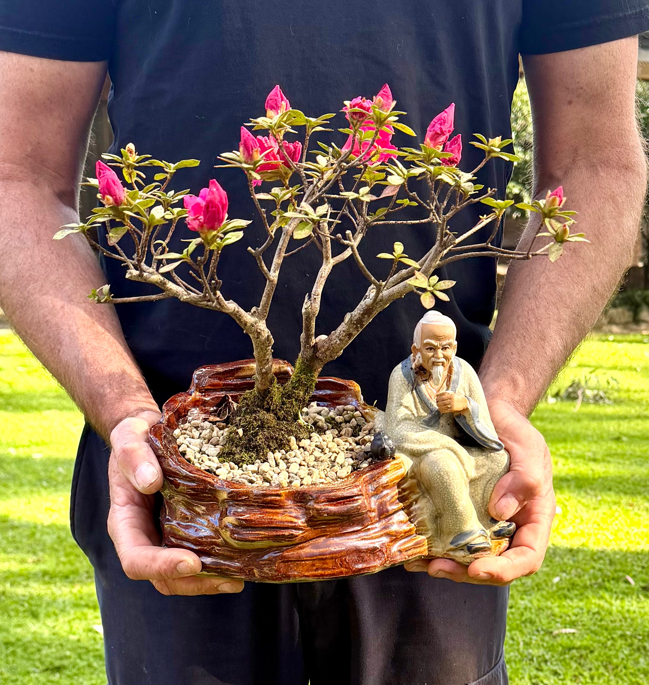 Azalea Bonsai (2000)