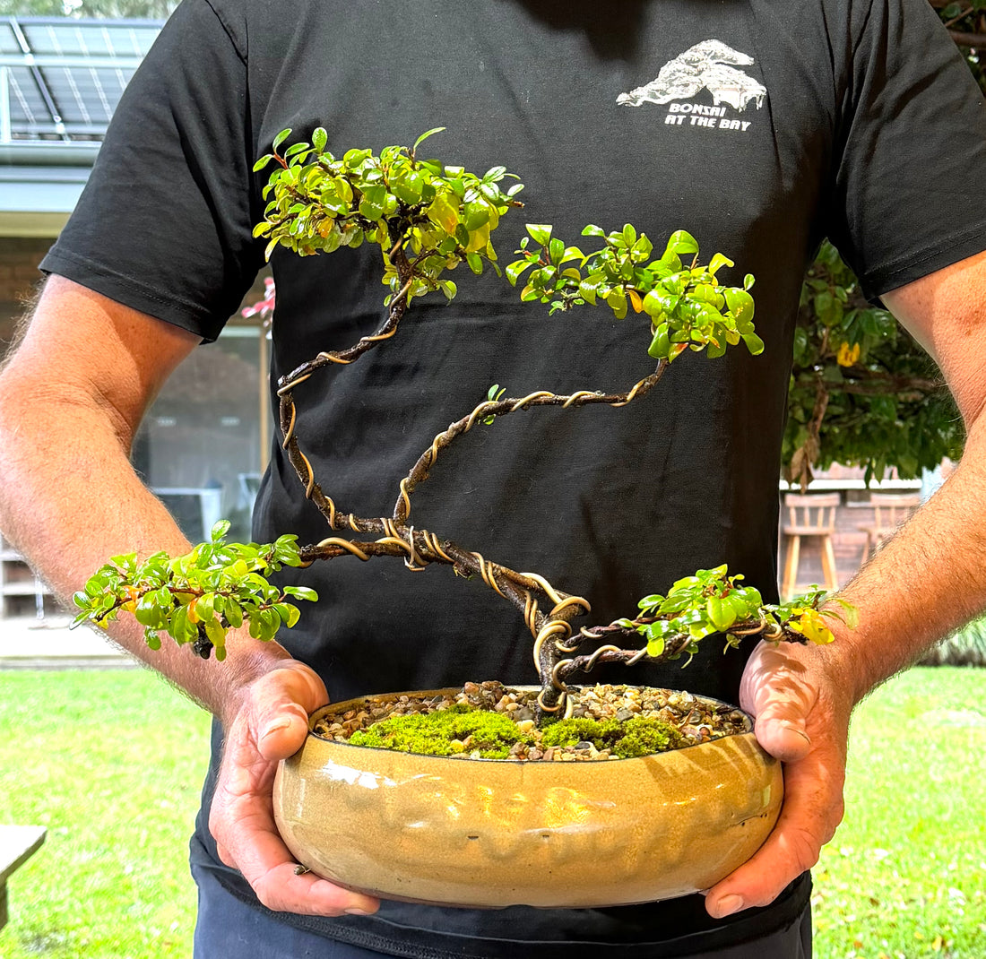 Japanese Rockspray Bonsai (2013)