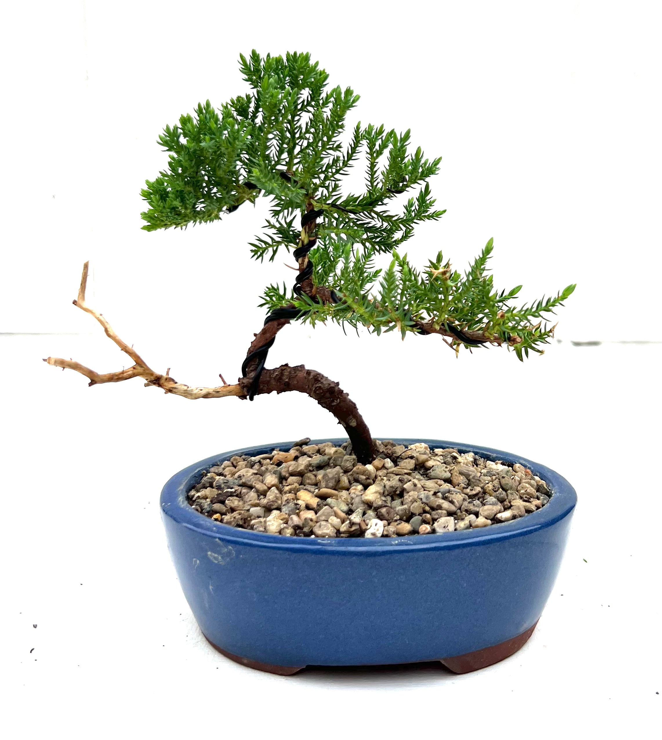 Juniper Bonsai (2019)