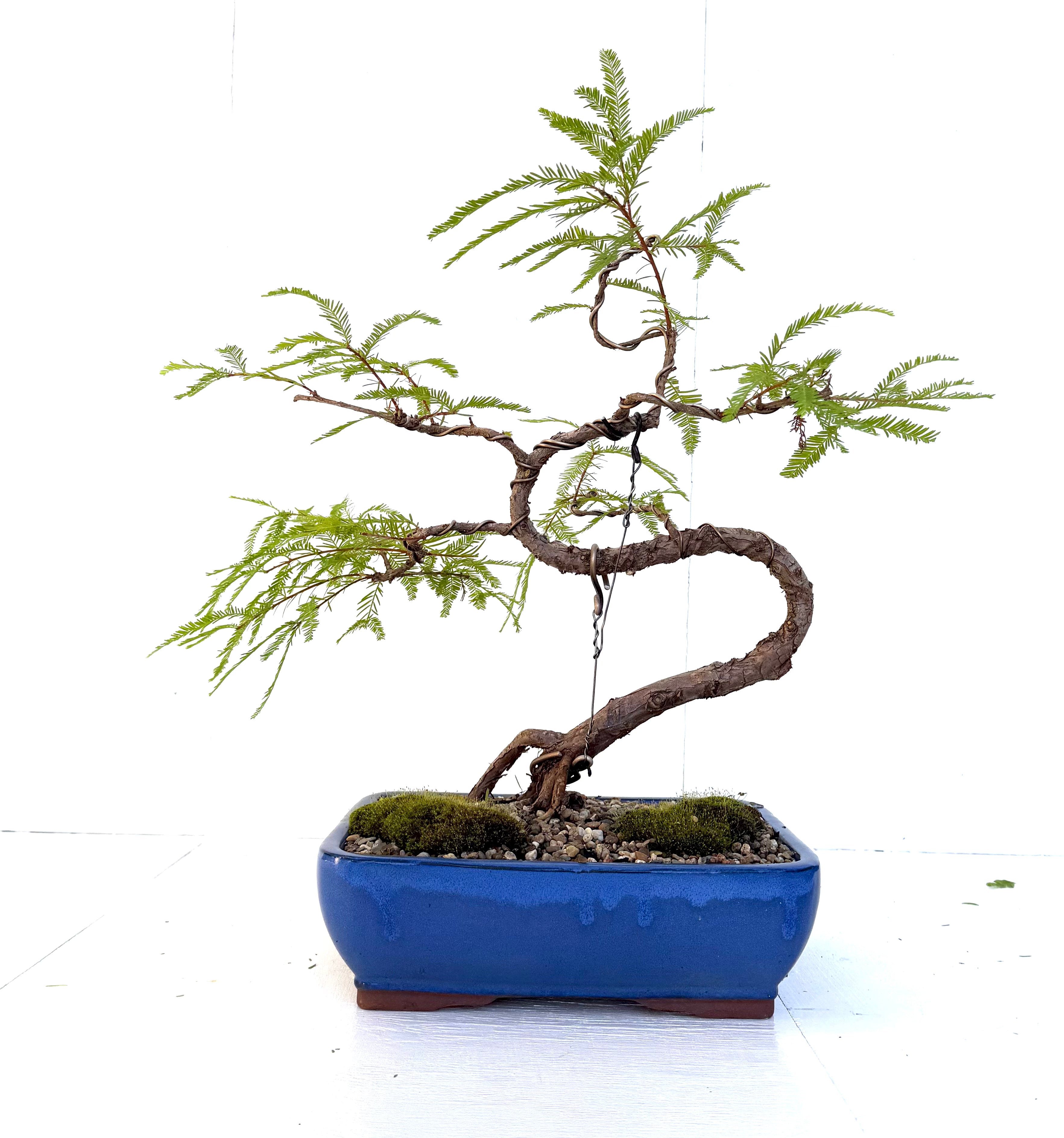 Swamp Cypress Bonsai (2001)
