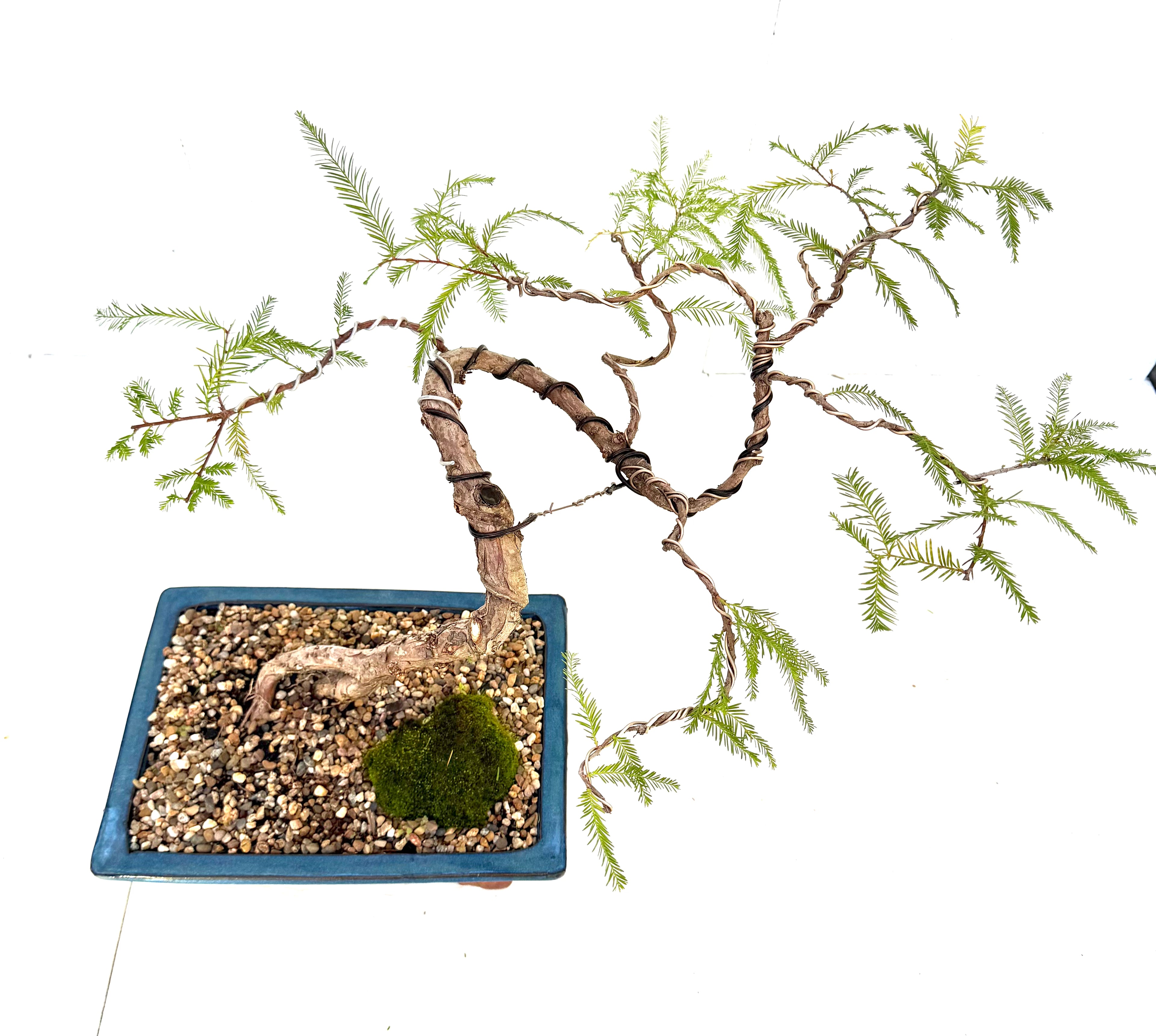 Swamp Cypress Bonsai (2004)