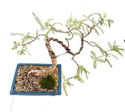 Swamp Cypress Bonsai (2004)