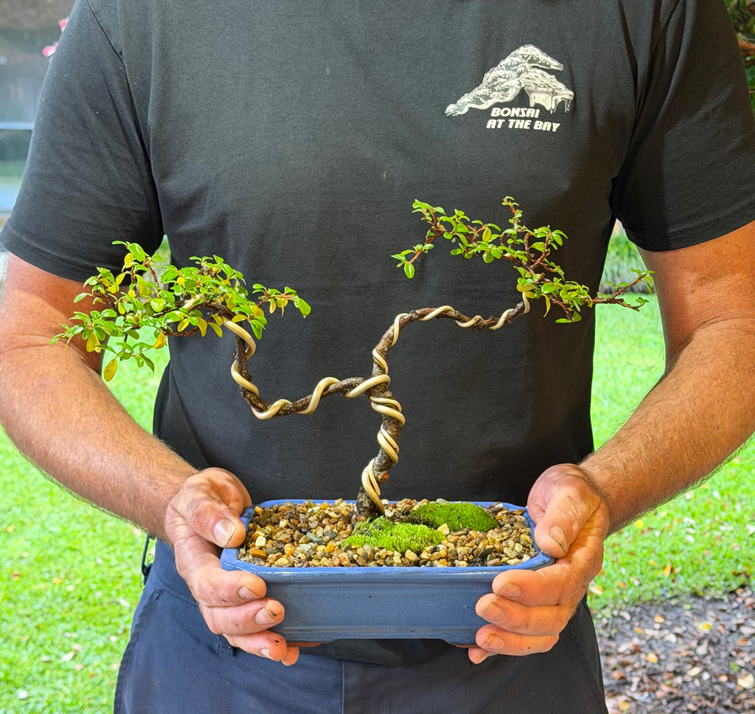 Japanese Rockspray Bonsai (2013)