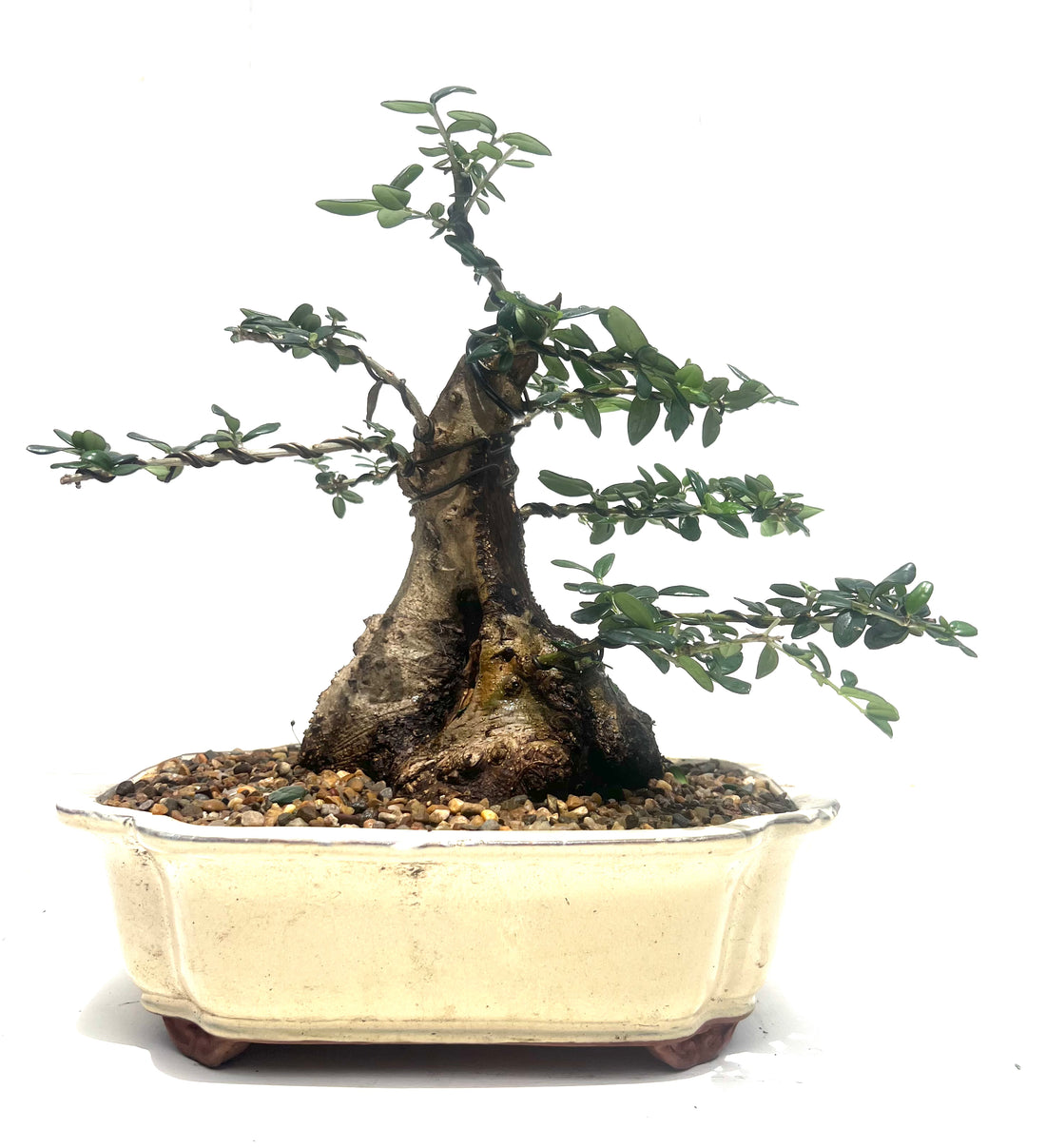 Asian Olive Bonsai (1996)