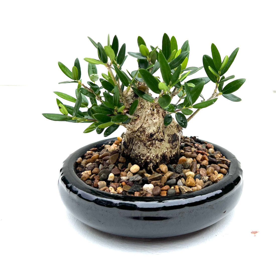 Asian Olive Bonsai (2015)