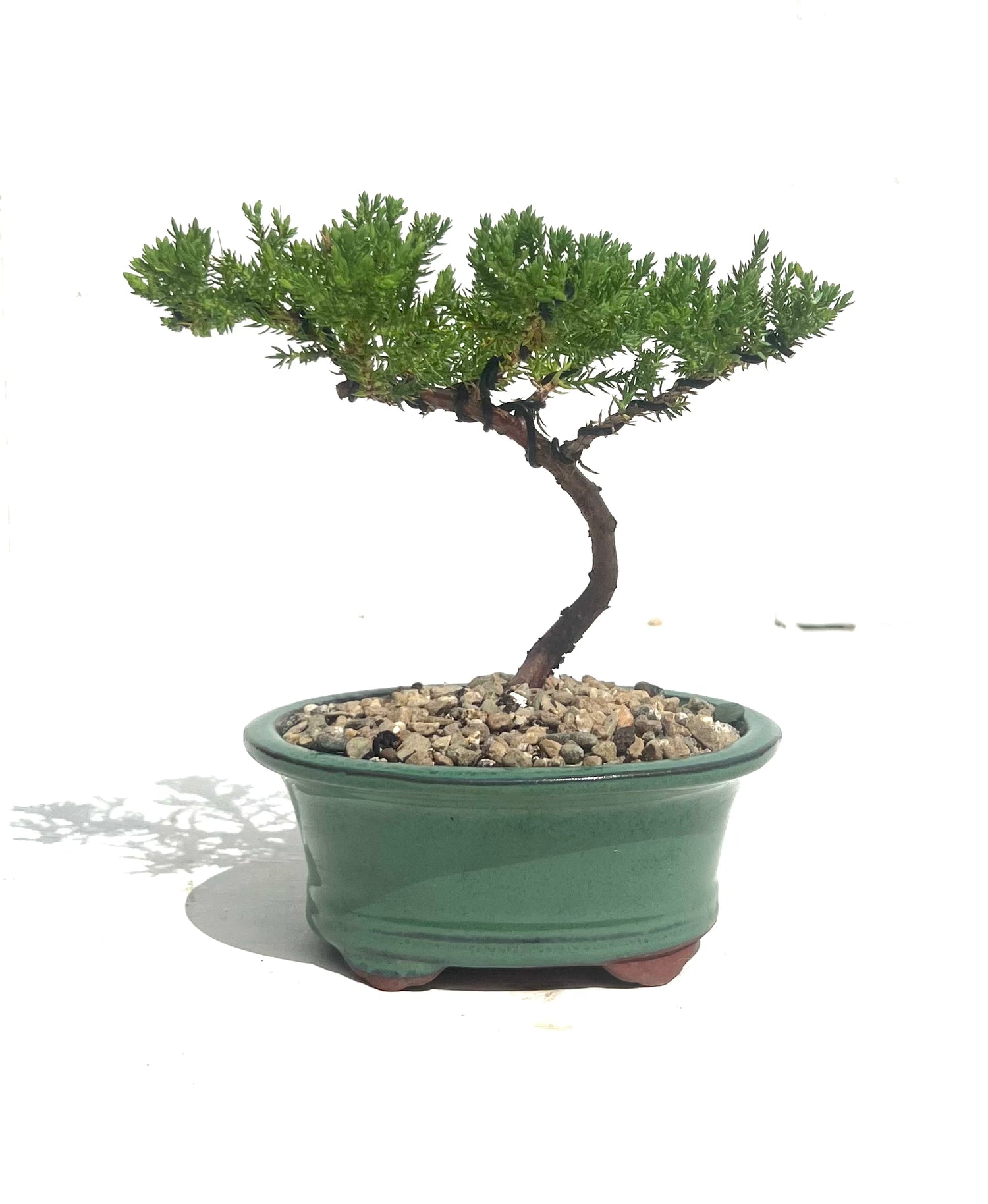 Juniper Bonsai (2019)