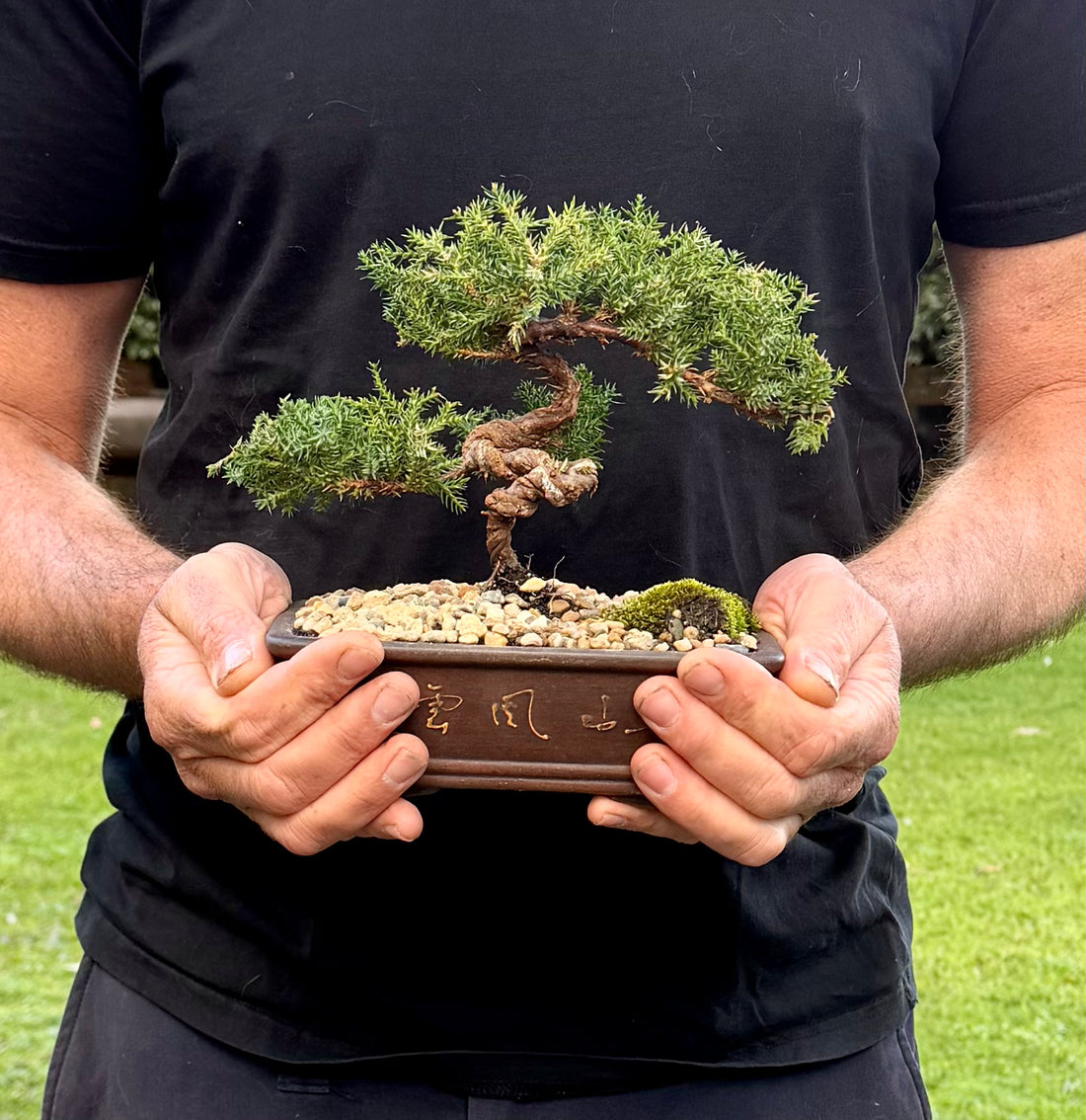 Juniper Bonsai (2018)