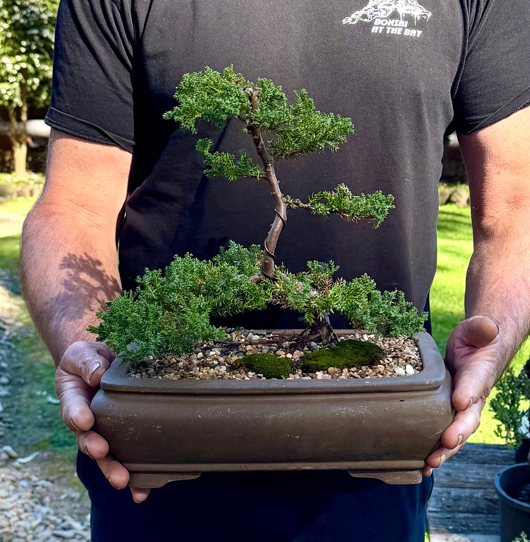 Juniper Bonsai (2013)