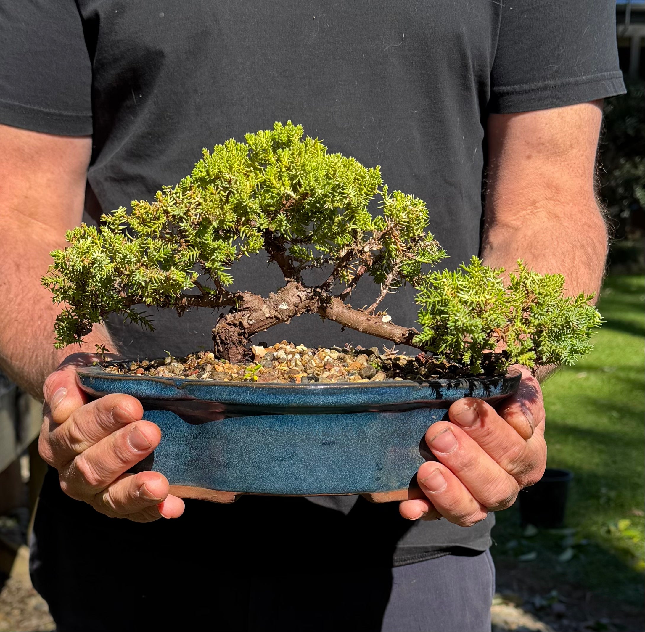 Juniper Bonsai (2016)