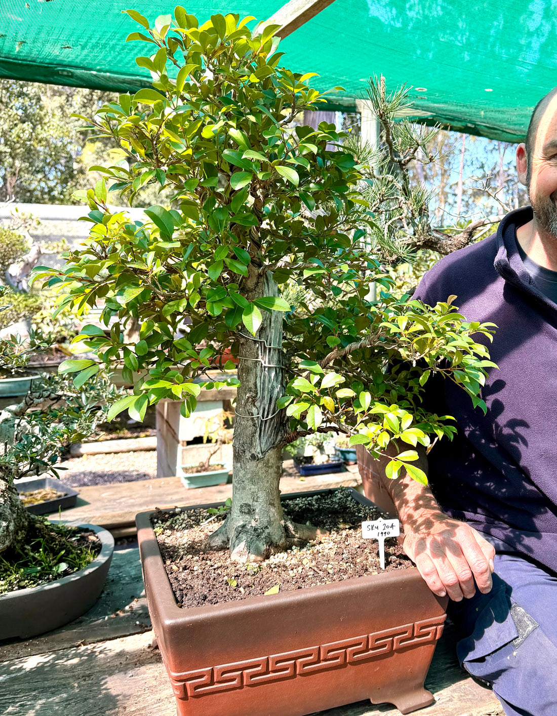 Lilly Pilly Bonsai (1990)