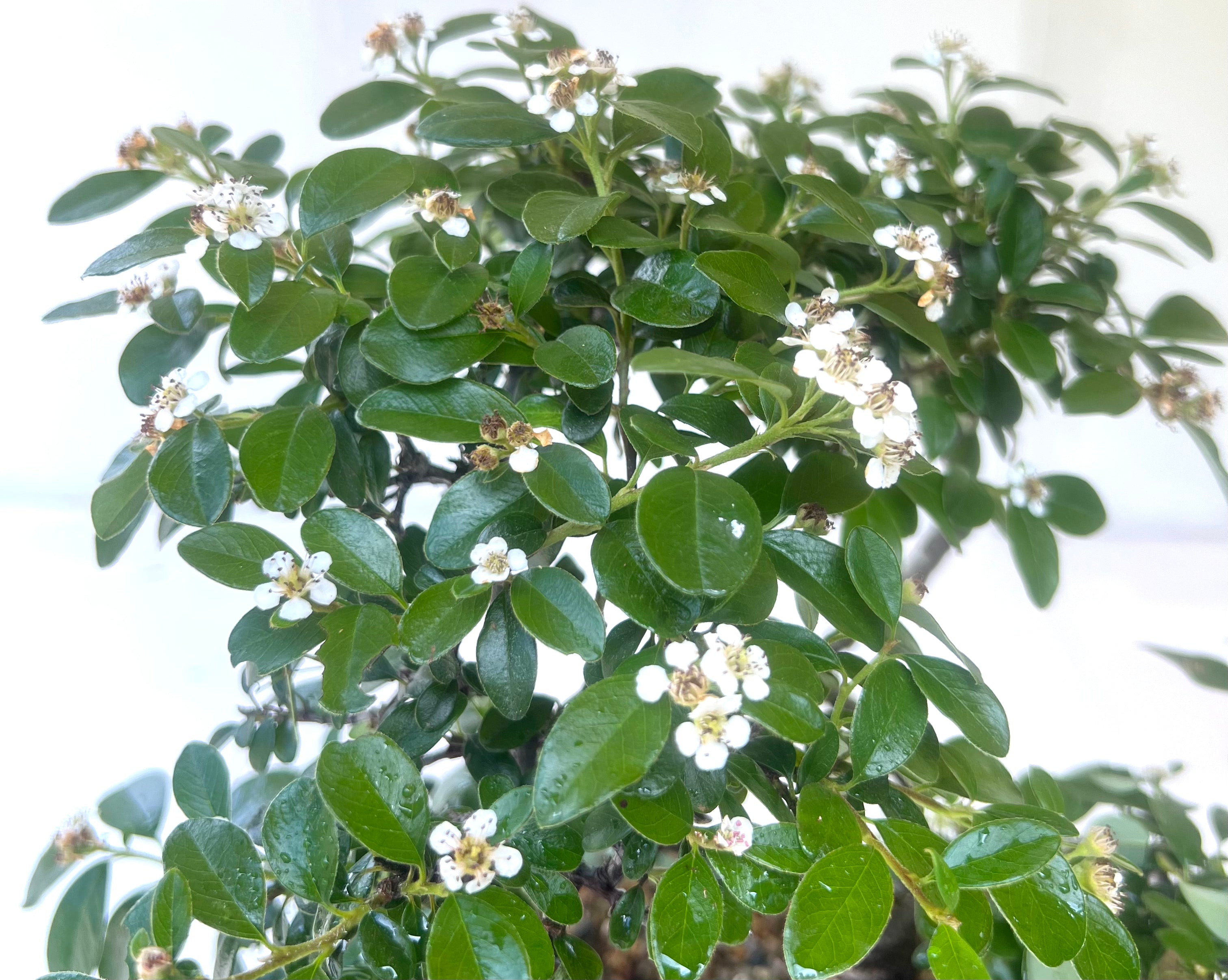 Cotoneaster Bonsai (2013)