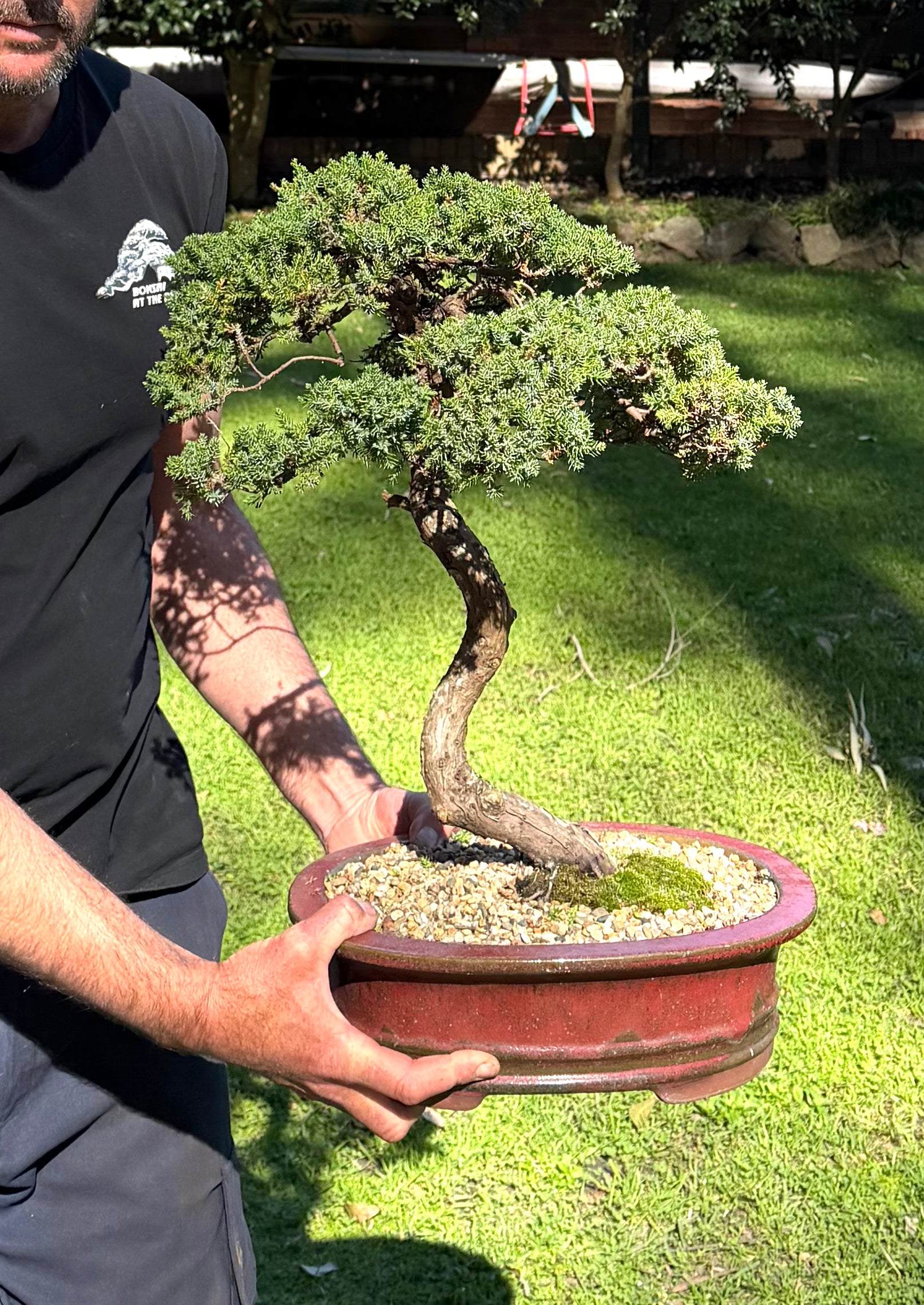 Juniper Bonsai (1986)