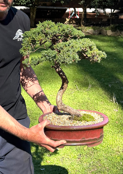 Juniper Bonsai (1986)