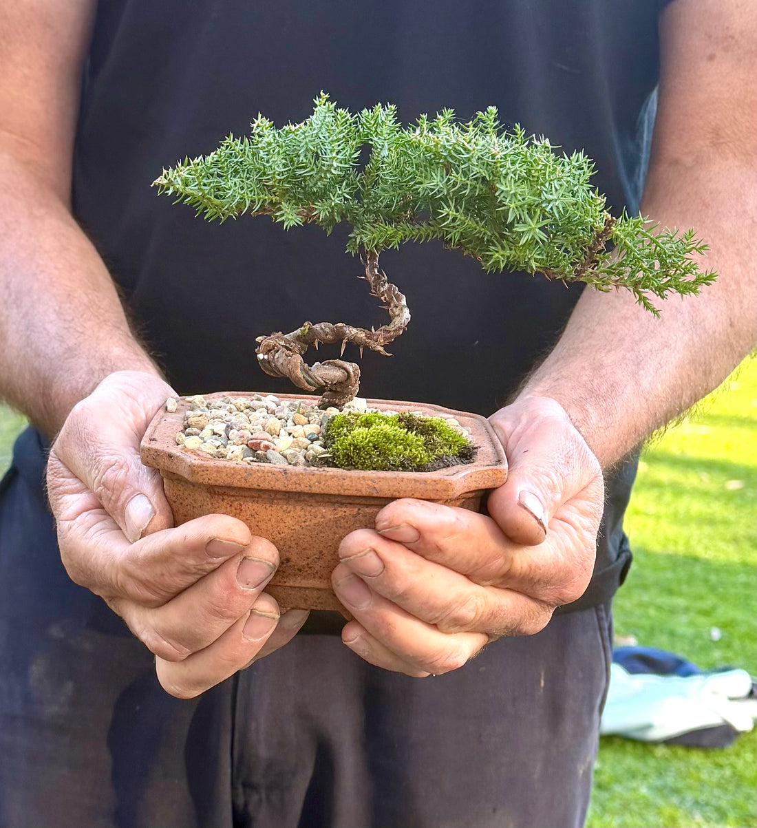 Juniper Bonsai (2020)