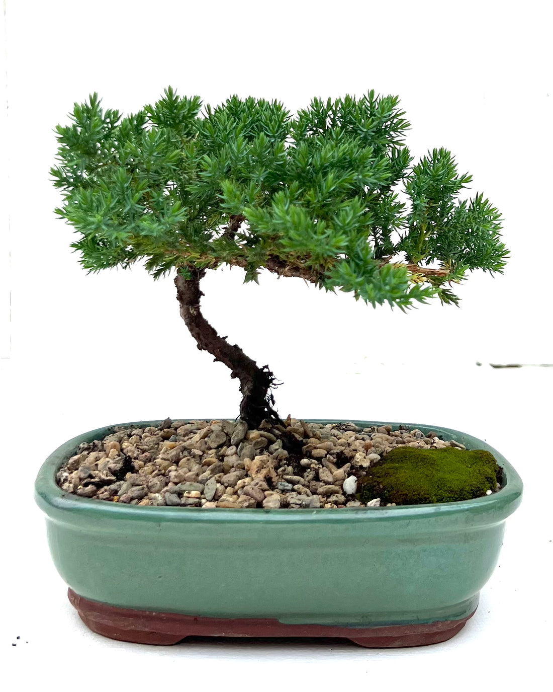 Juniper Bonsai (2016)