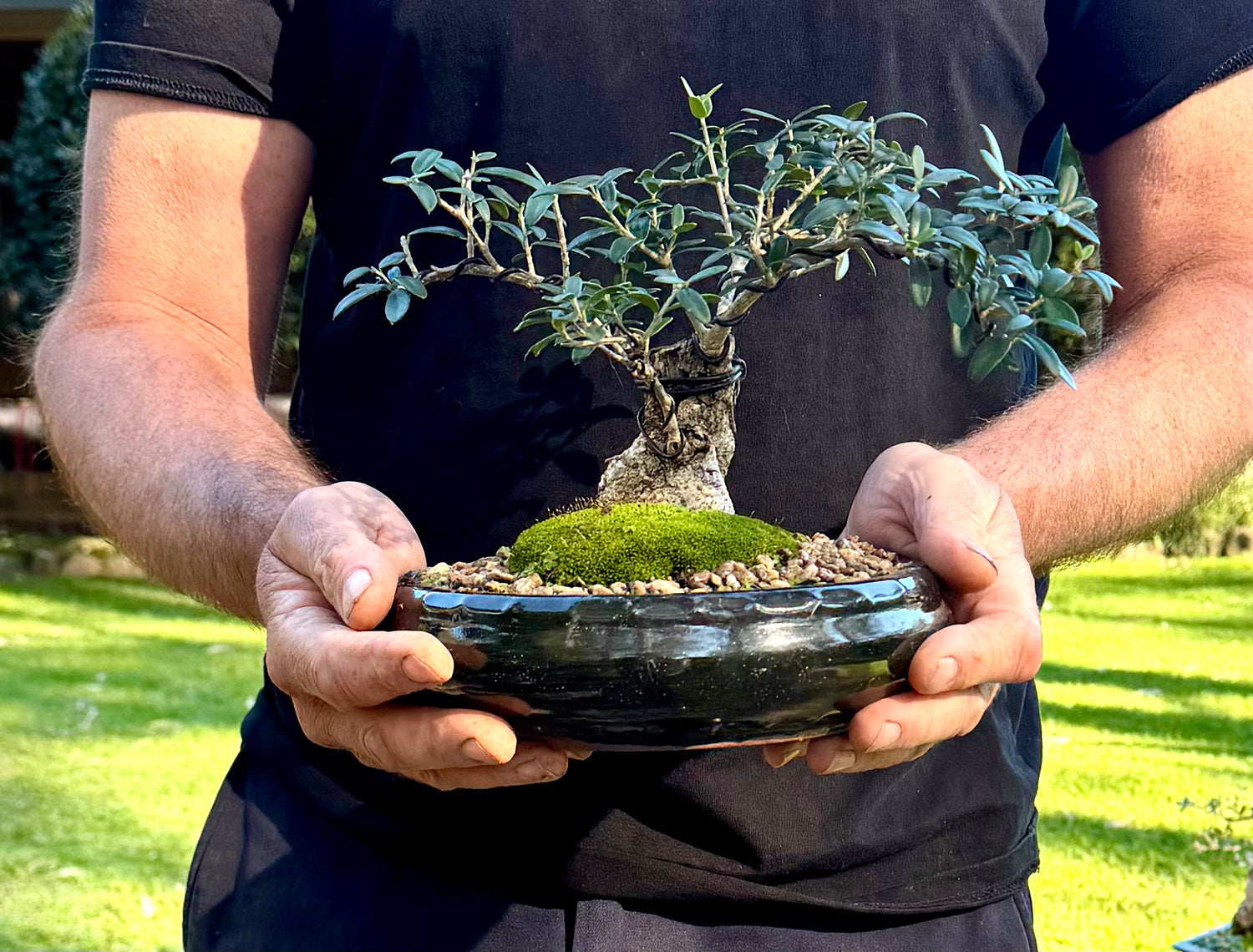 Olive Bonsai (2012)