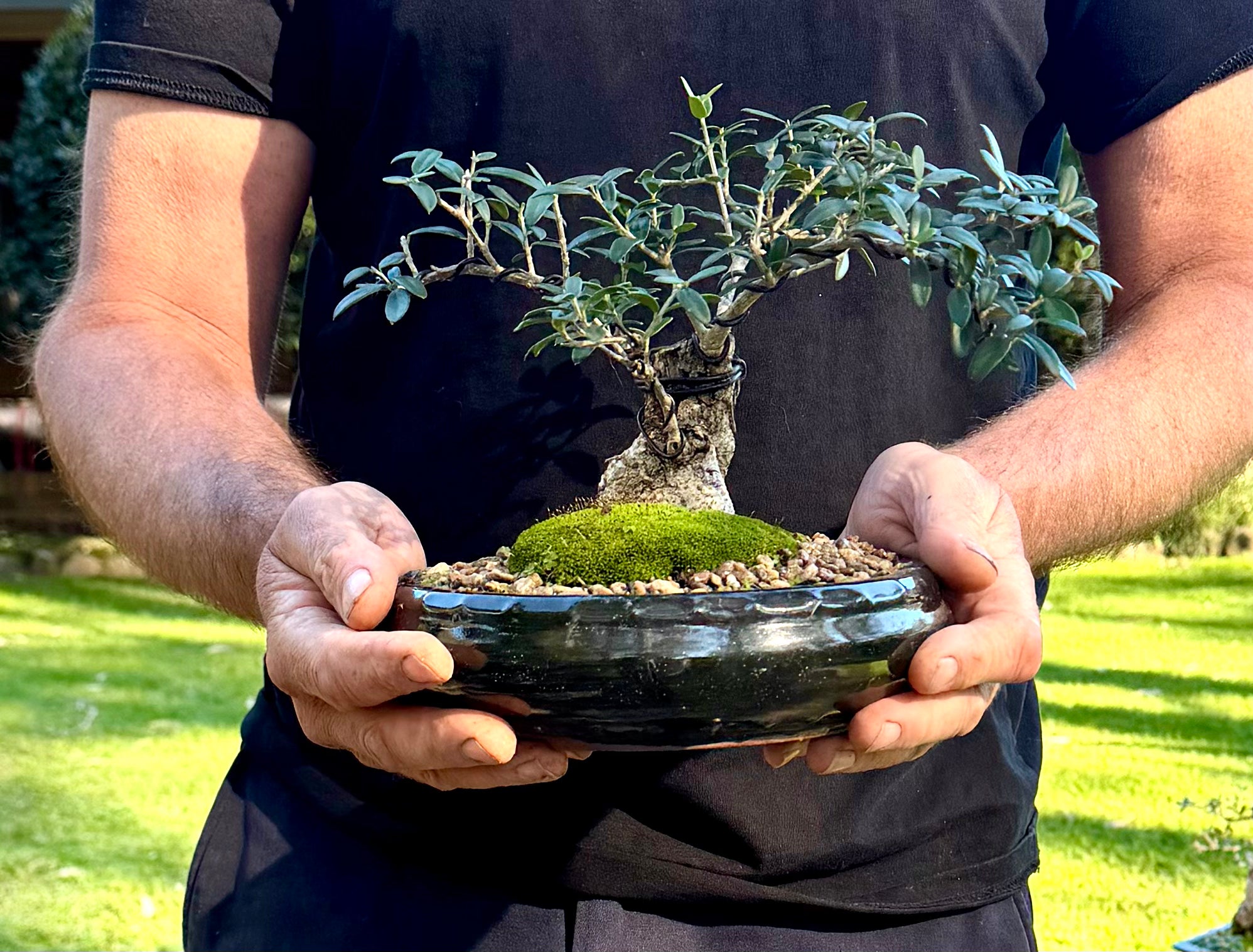 Olive Bonsai (2012)