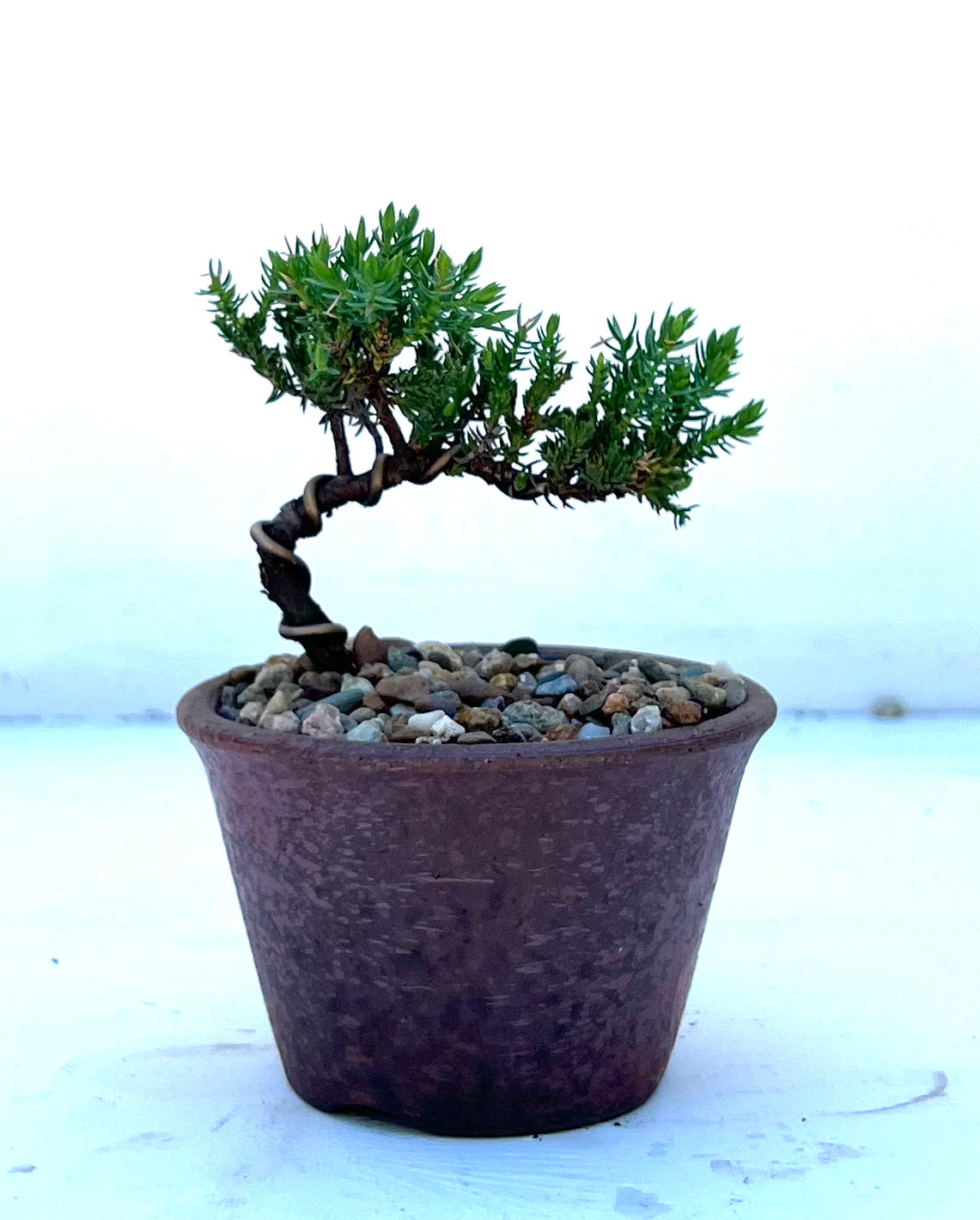 Juniper Bonsai (2020)