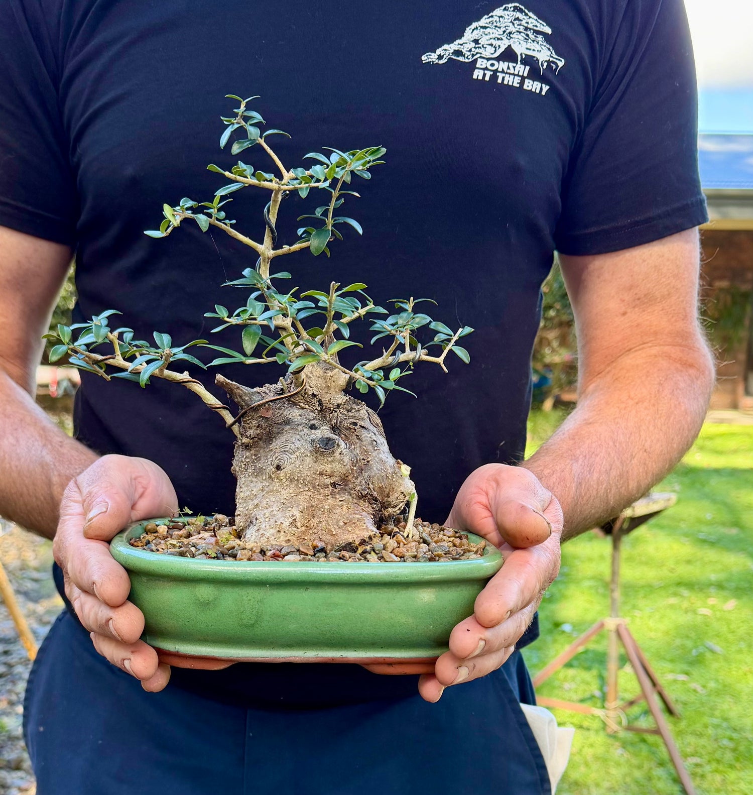 Olive Bonsai (2001)