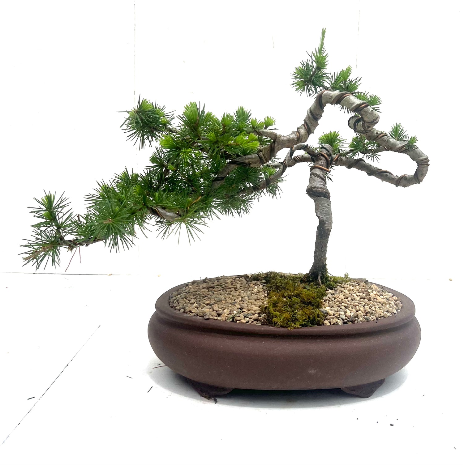 Atlantic Cedar Bonsai (2001)