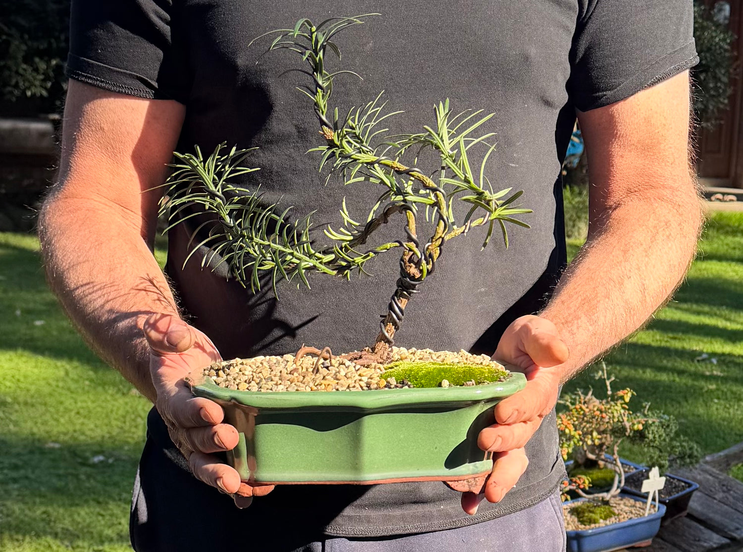 Japanese Yew Bonsai (2017)