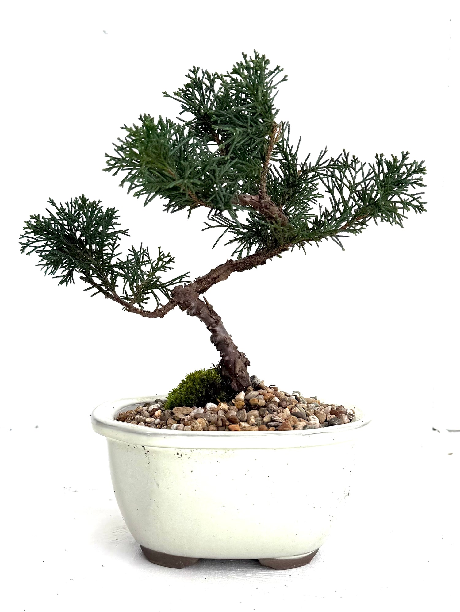 Shimpaku Juniper Bonsai (2017)
