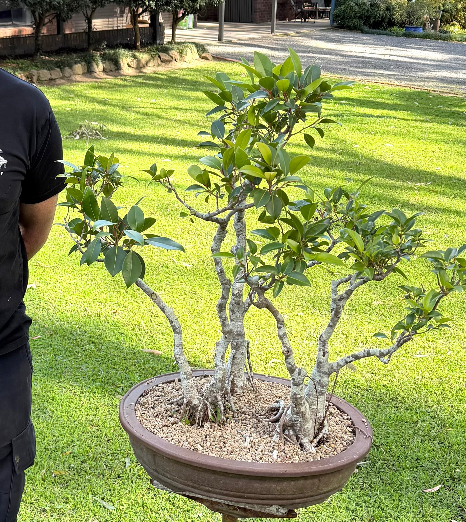Port Jackson Fig Bonsai (1977)