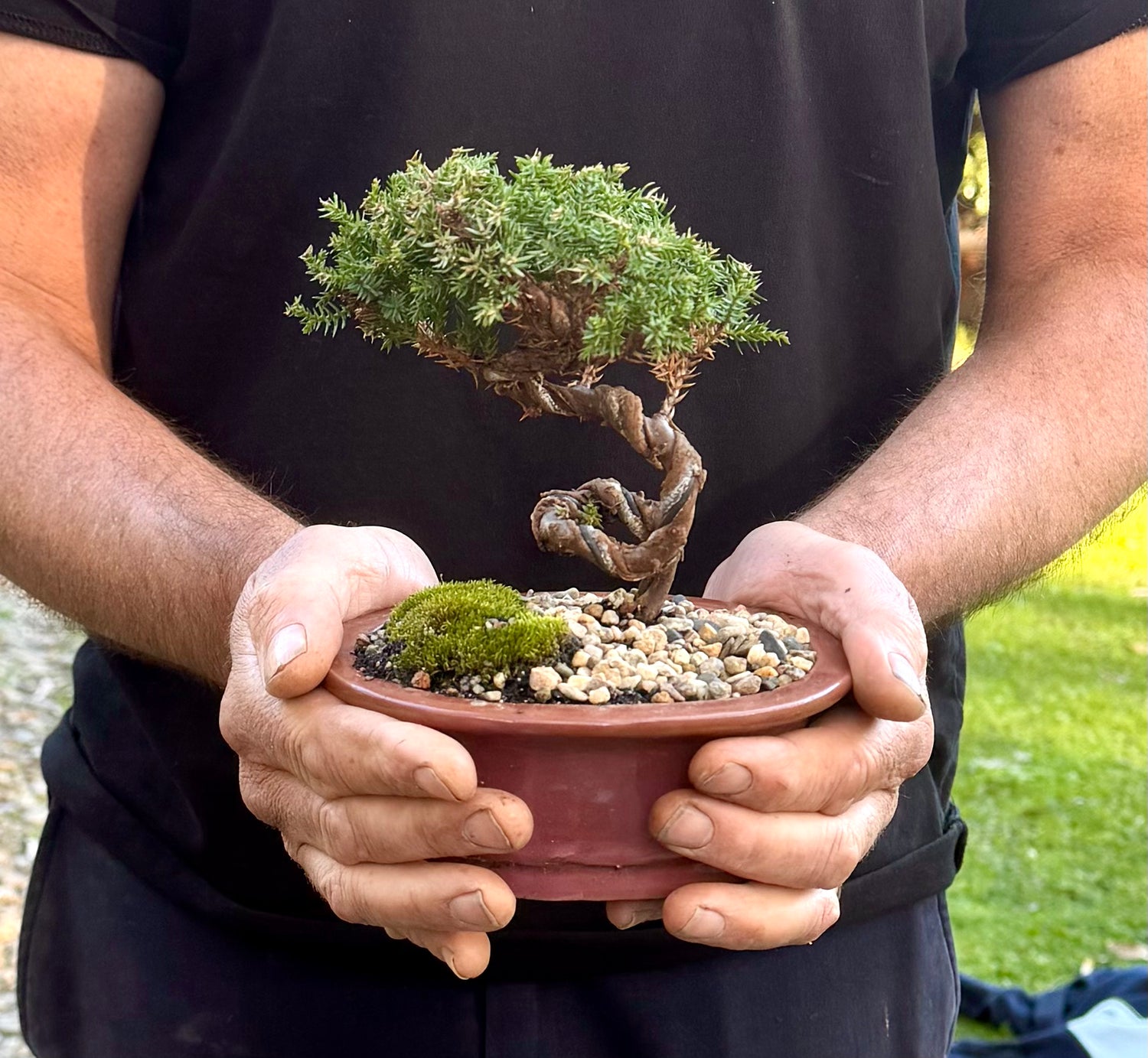 Juniper Bonsai (2019)