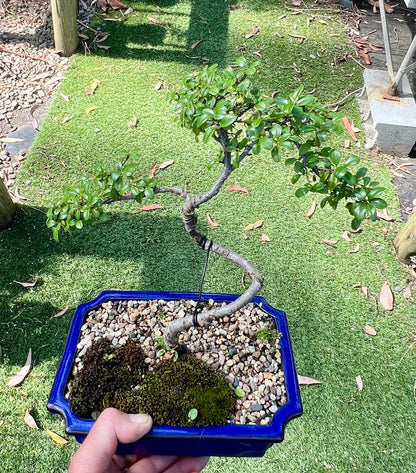 Japanese Rockspray Bonsai (2013)