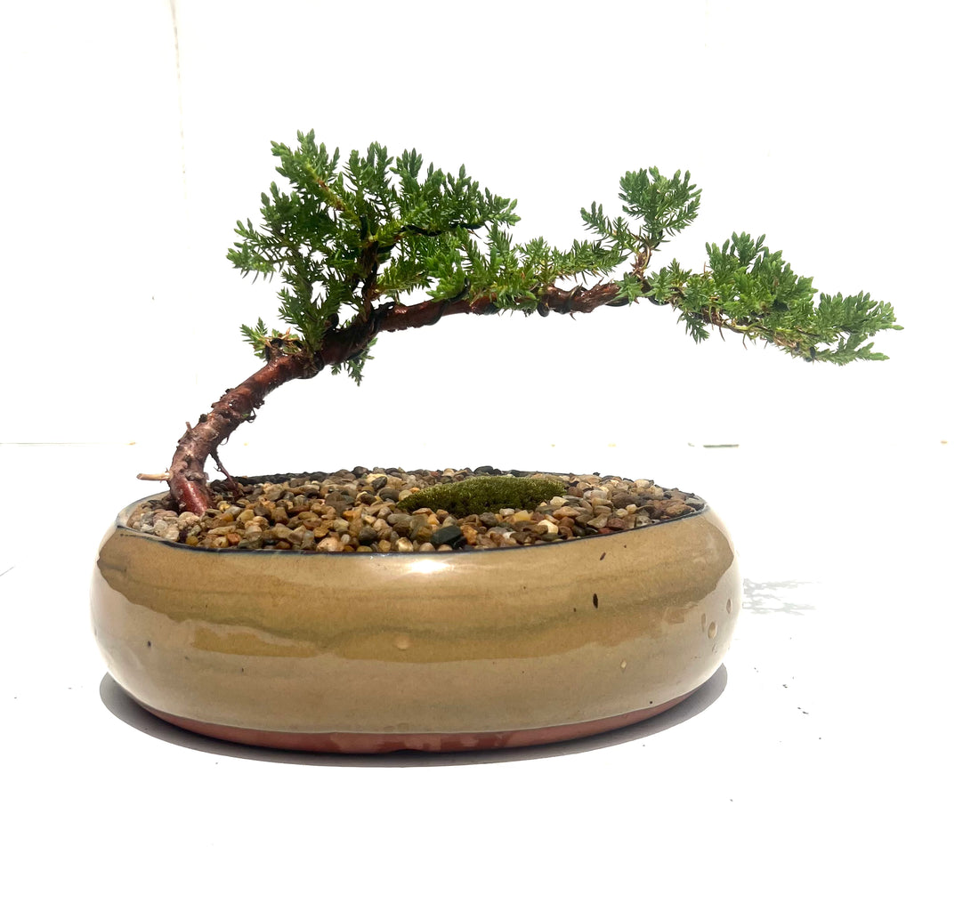 Juniper Bonsai (2016)