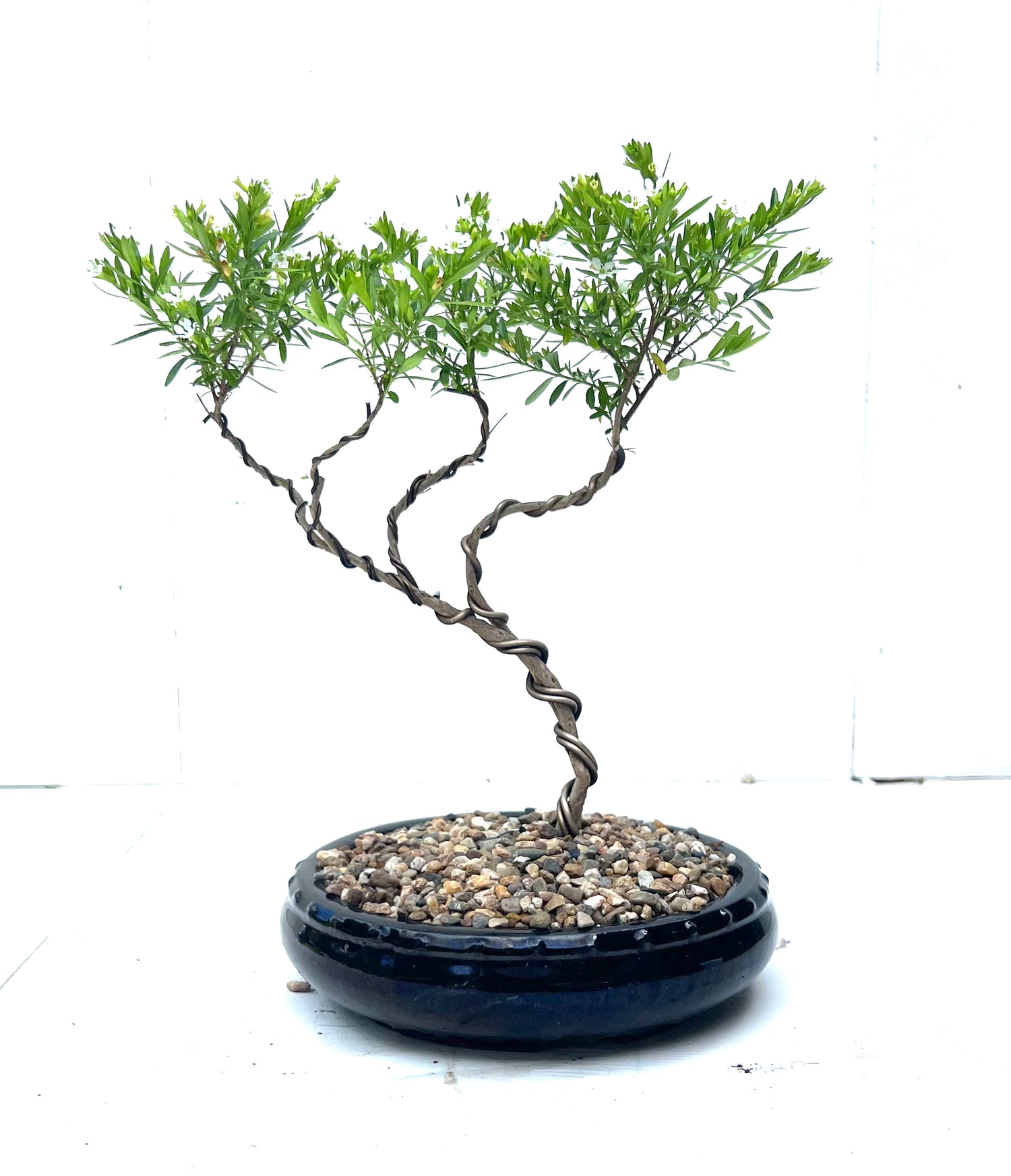 Cuphea Bonsai (2019)