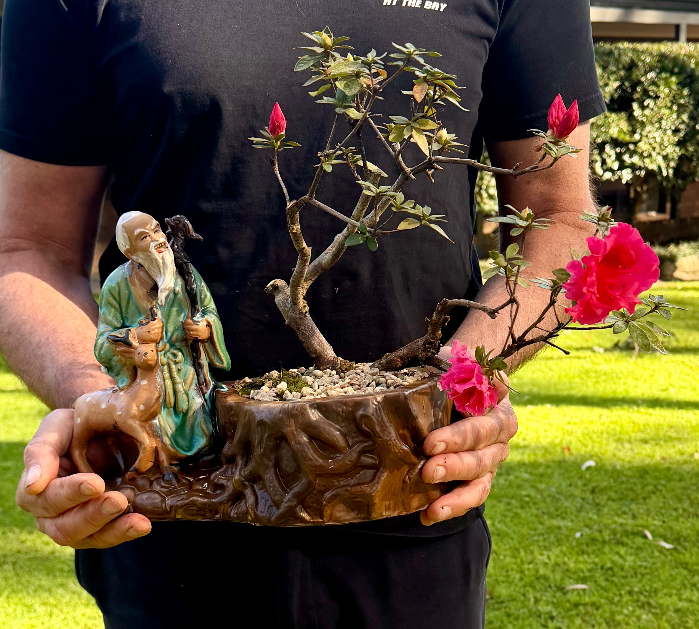 Azalea Bonsai (2001)