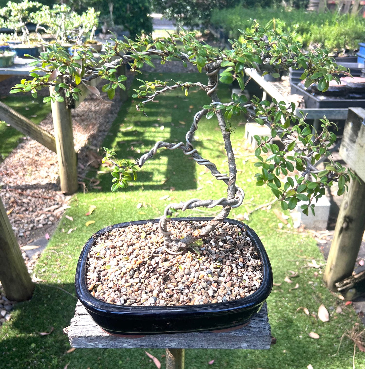 Japanese Rockspray Bonsai (2013)