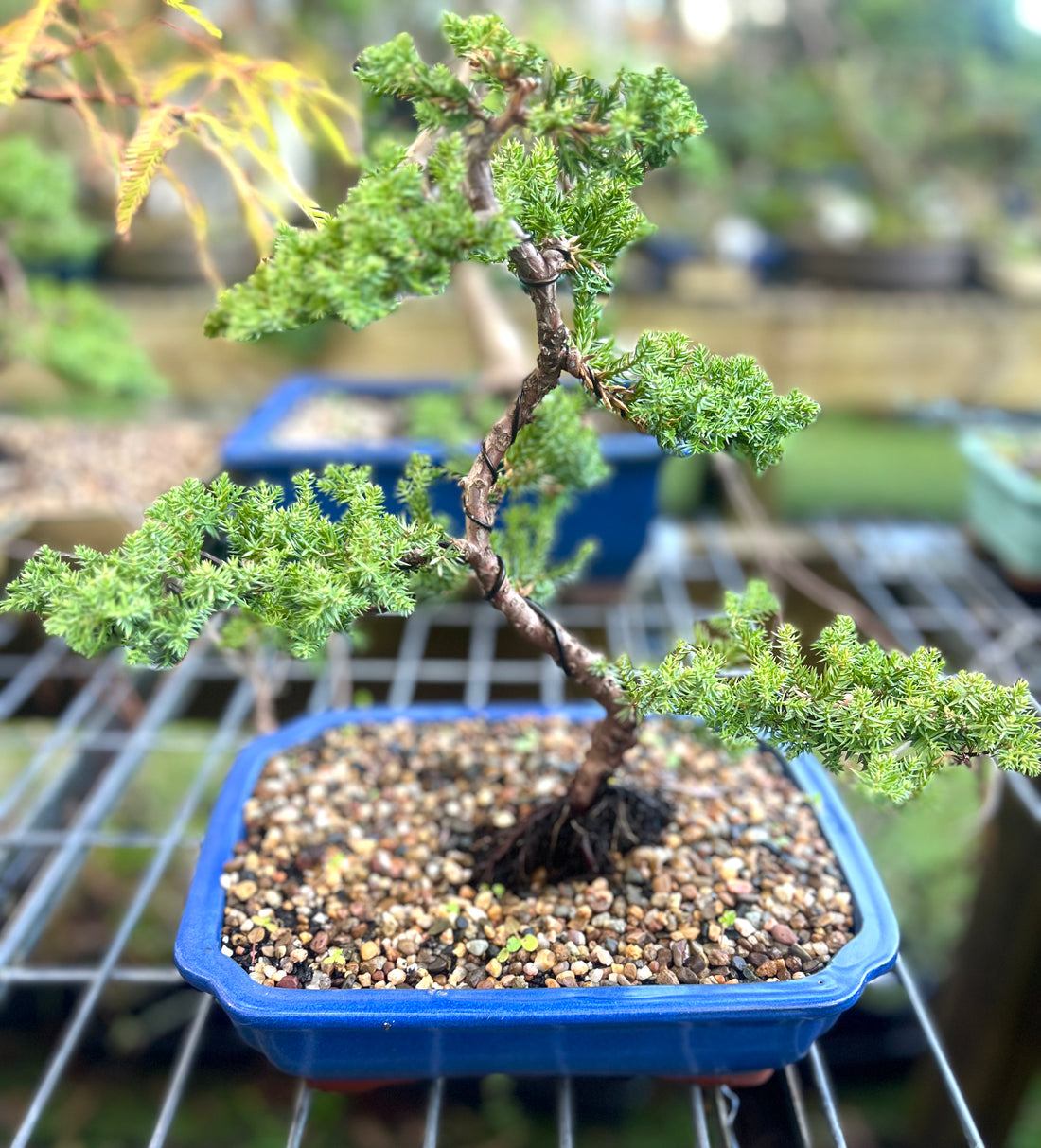Juniper Bonsai (2013)