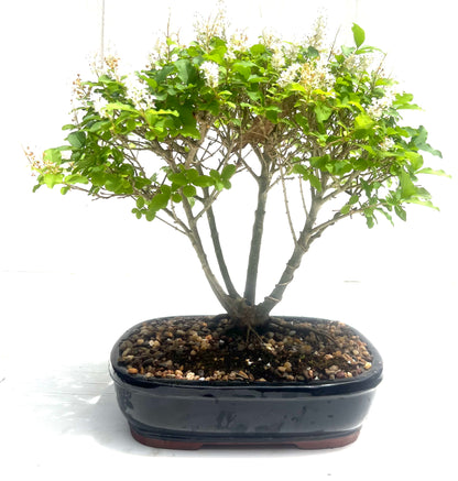 Chinese Ligustrum Bonsai (2012)