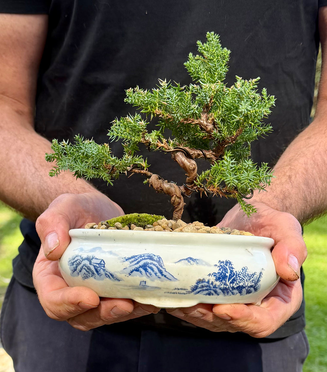 Juniper Bonsai (2019)