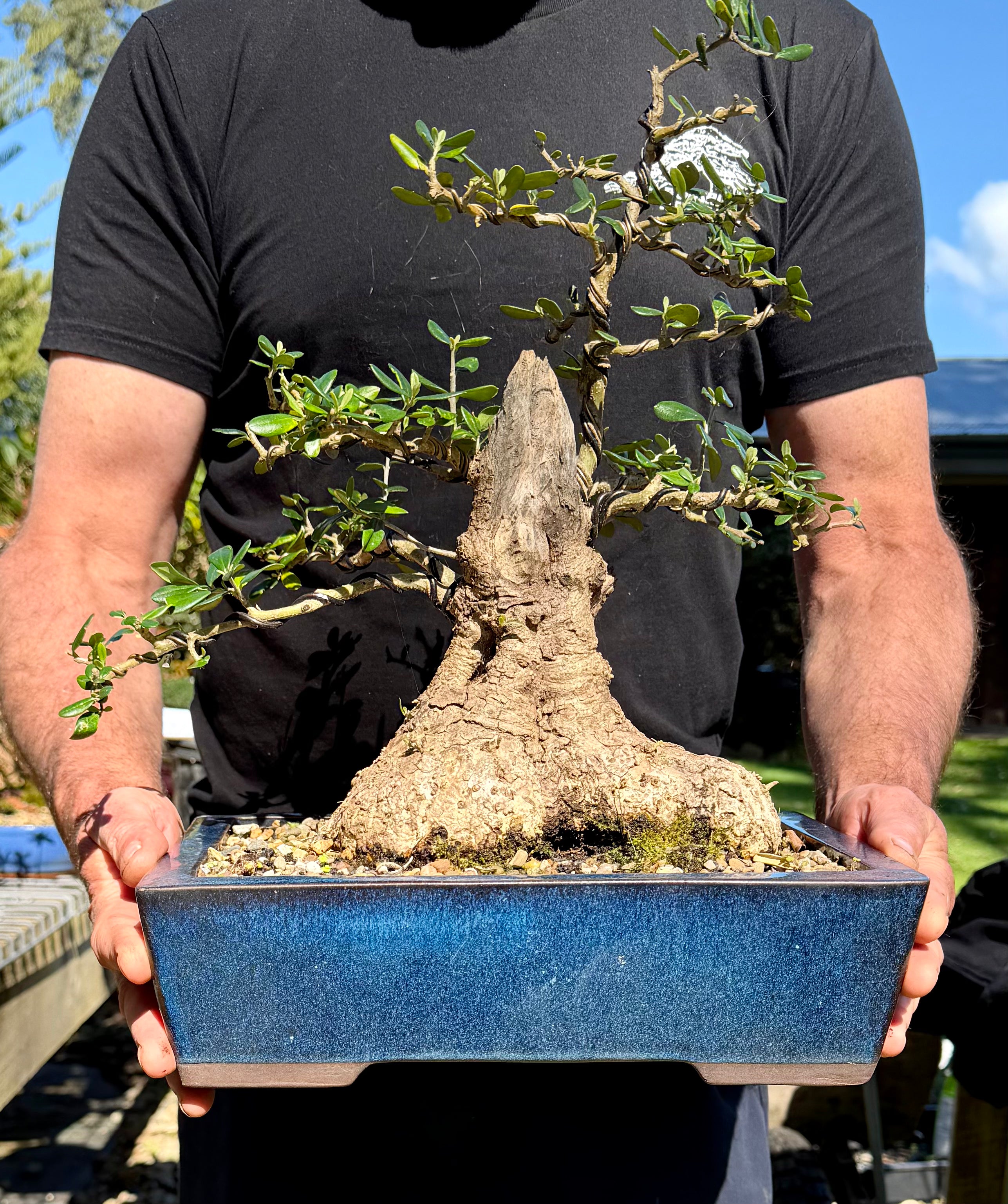 Olive Bonsai (1986)
