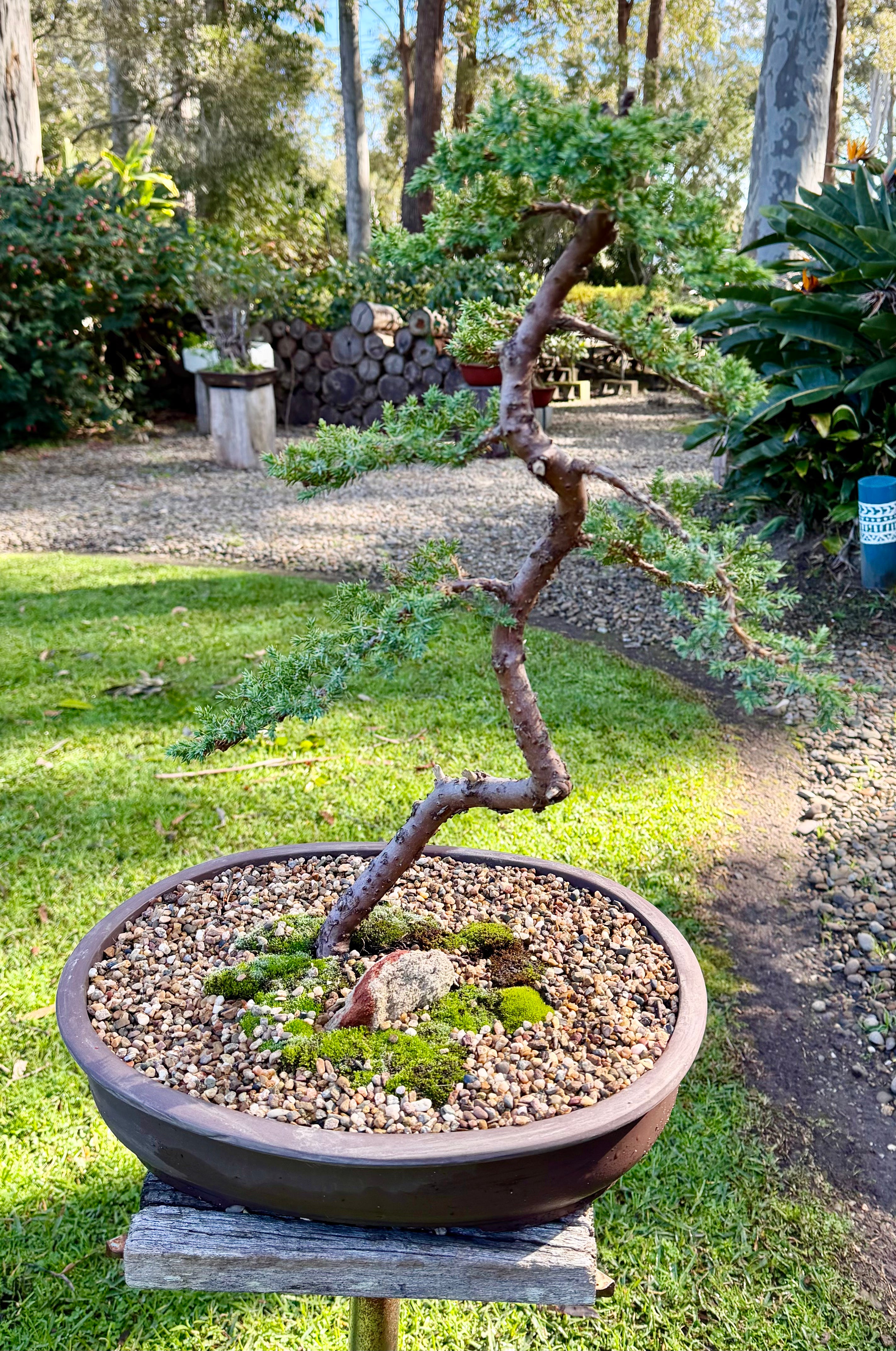 Juniper Bonsai (2002)