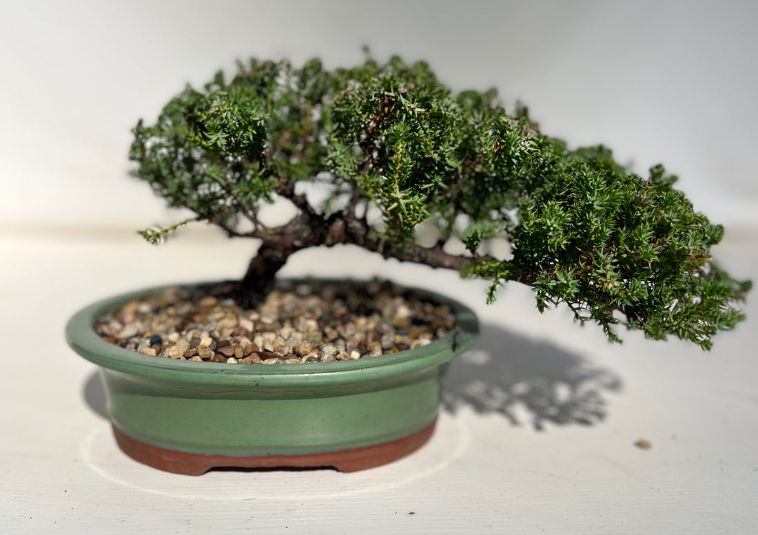 Juniper Bonsai (2016)