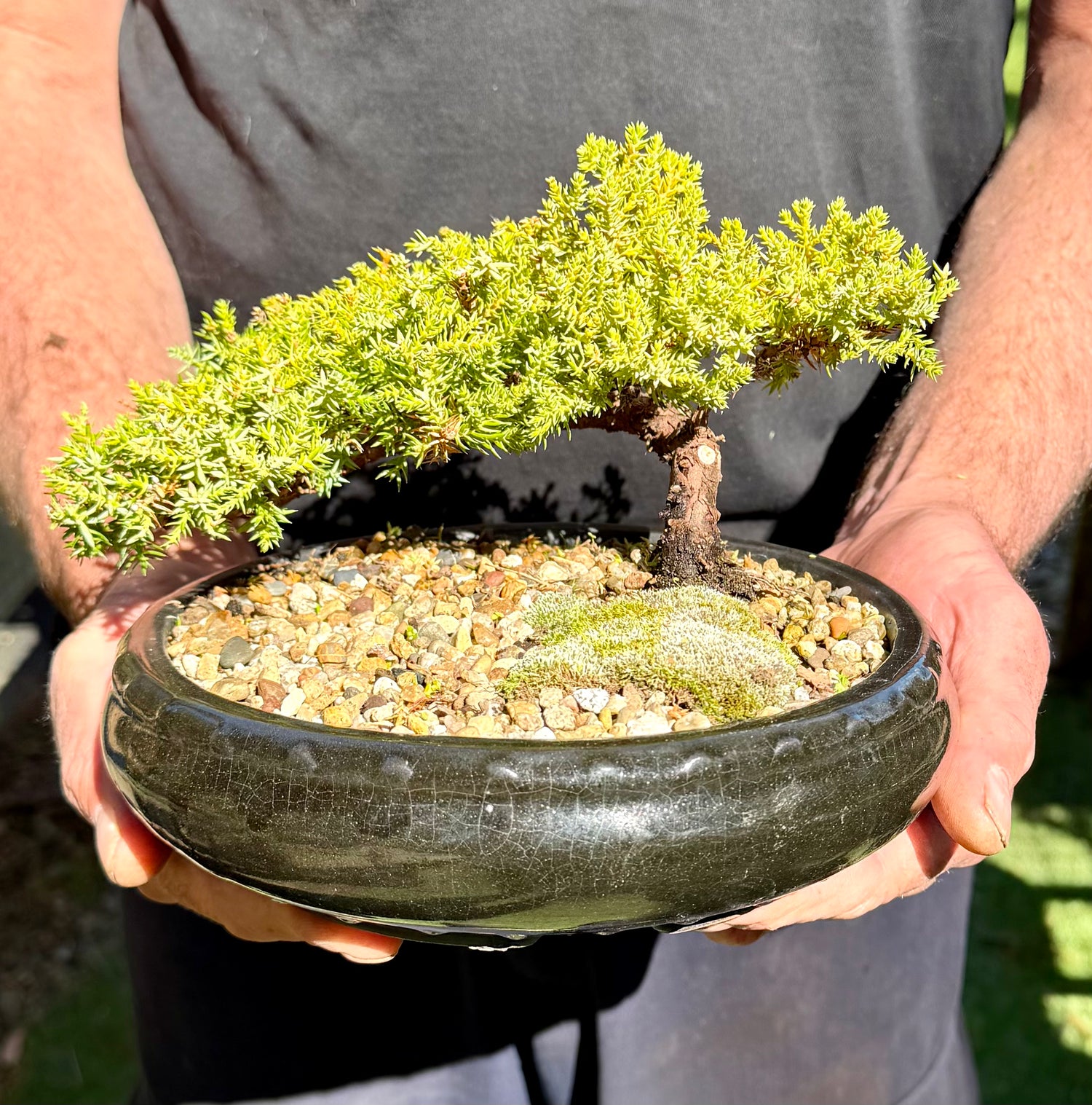 Juniper Bonsai (2013)