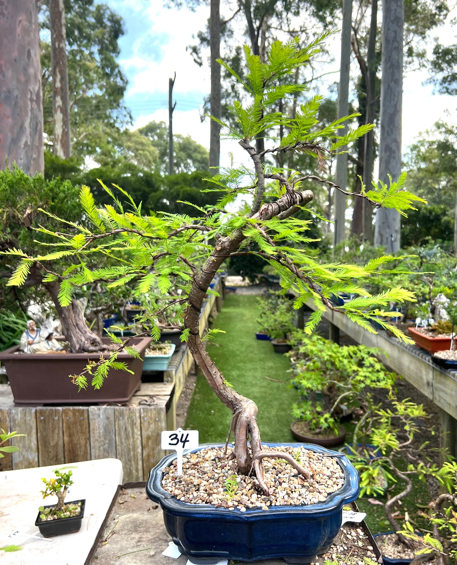 Swamp Cypress Bonsai (2002)