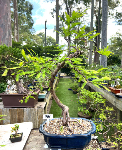 Swamp Cypress Bonsai (2002)