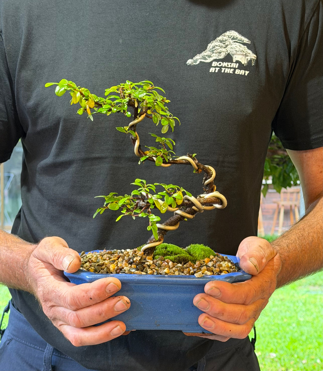 Japanese Rockspray Bonsai (2015)