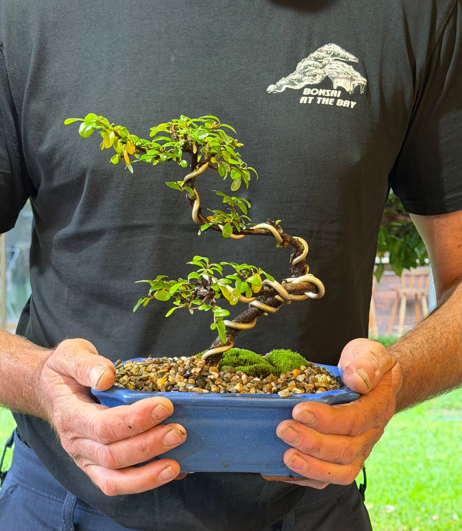 Japanese Rockspray Bonsai (2015)